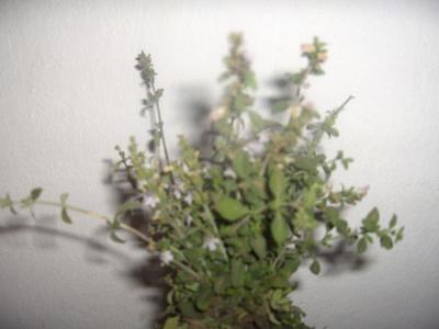 20081026140935-poleo.jpg