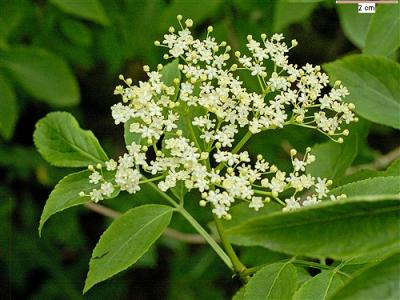 20081127191013-flor-de-sauco.jpg