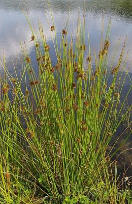 20081128095824-junco.jpg