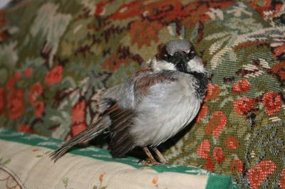 20081214210329-gorrion.jpg
