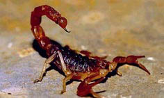 20081230151119-escorpion.jpg