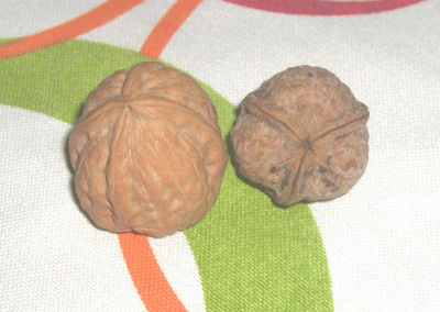 20090102114824-nuez.gif