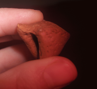 20090103111457-almendra.gif