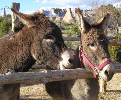 20090108145534-burros.jpg