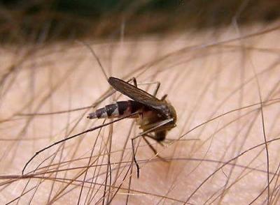 20090114100545-mosquito.jpg