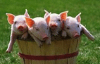 20090116103651-cerditos.gif