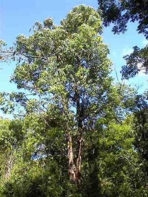 20090120133017-eucalipto.jpg