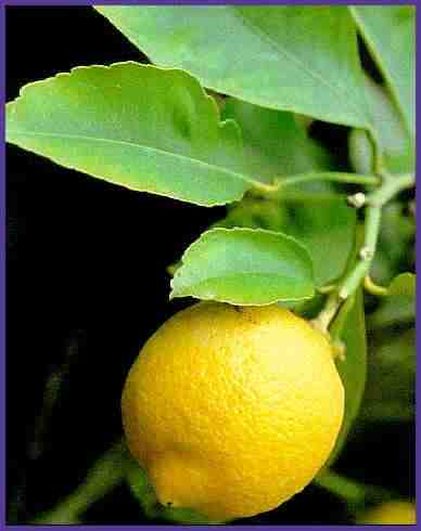 20090130141441-limon.jpg