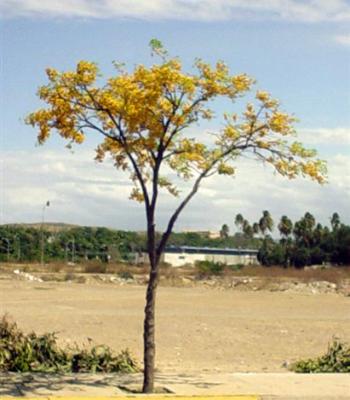 20090206111806-roble-pequeno.jpg