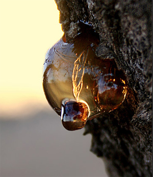 20090211192408-resina.jpg