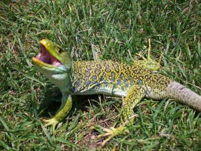 20090301204108-lagarto.jpg