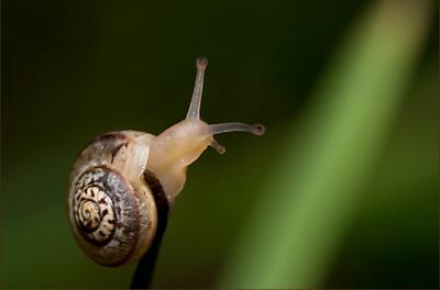 20090320091644-caracol.jpg