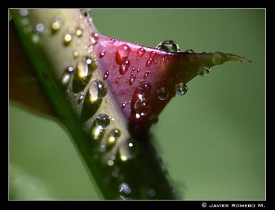 20090428124423-espina.jpg